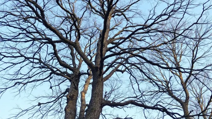 mariages-mixtes-defi